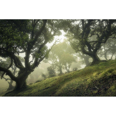 Enchanted Forest Black Modern Wood Framed Art Print by Van Der, Frans