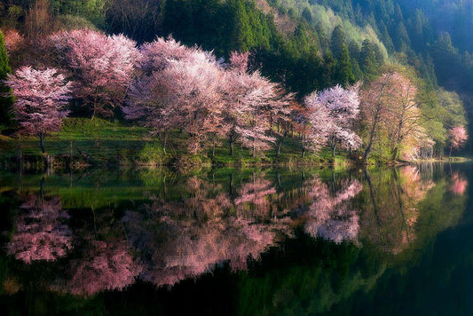Image Only