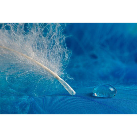 Drop Black Modern Wood Framed Art Print by Pavlasek, Tom