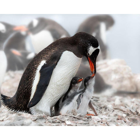 Qi Am Hungryq Black Modern Wood Framed Art Print with Double Matting by And Wei, Siyu