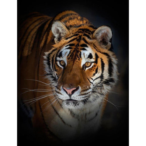 Portrait Of A Siberian Tiger Black Modern Wood Framed Art Print by Cumming, Jim