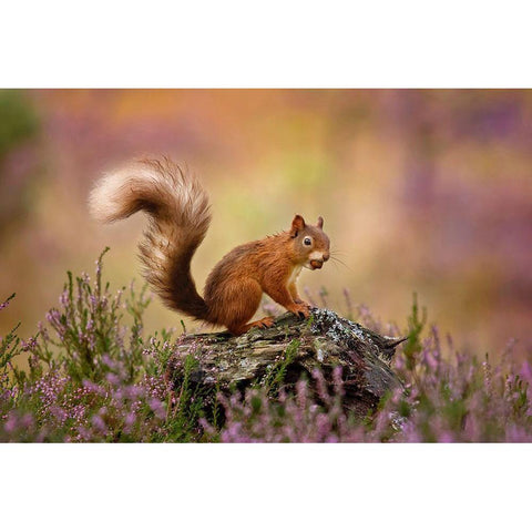 On Watch White Modern Wood Framed Art Print by O Mahony, Kieran