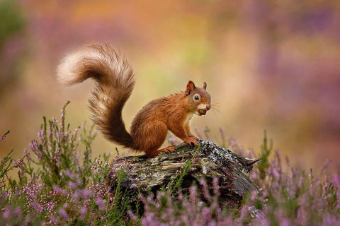 On Watch Black Ornate Wood Framed Art Print with Double Matting by O Mahony, Kieran