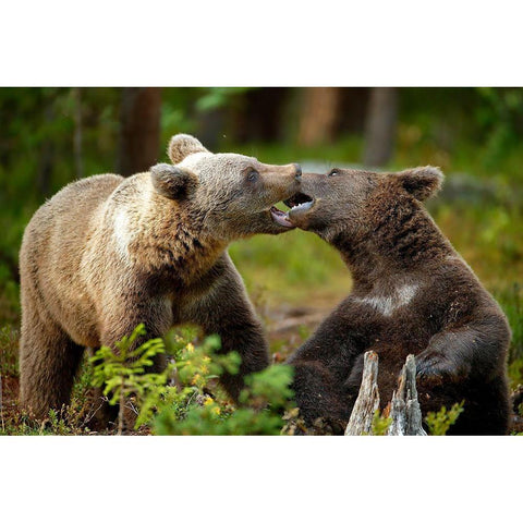 Mouth-To-Mouth Gold Ornate Wood Framed Art Print with Double Matting by Merino, Nicolas