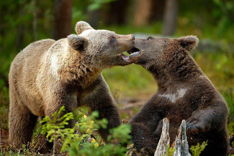 Mouth-To-Mouth White Modern Wood Framed Art Print with Double Matting by Merino, Nicolas