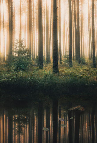 Reflection In The Foggy Forest Black Ornate Wood Framed Art Print with Double Matting by Lindsten, Christian