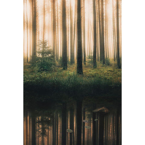 Reflection In The Foggy Forest White Modern Wood Framed Art Print by Lindsten, Christian