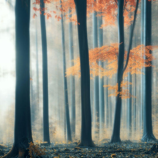 Image Only