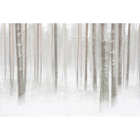 Winterforest In Sweden White Modern Wood Framed Art Print by Lindsten, Christian