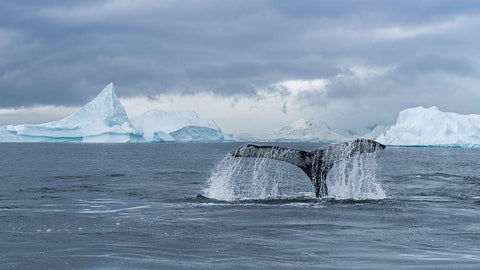 Solo Dance White Modern Wood Framed Art Print with Double Matting by Liu, Richard