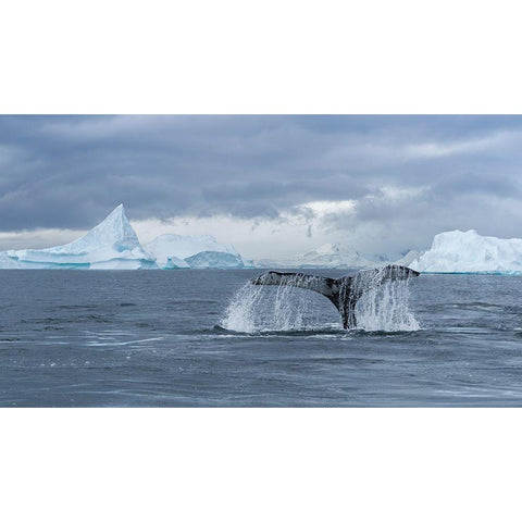 Solo Dance White Modern Wood Framed Art Print by Liu, Richard