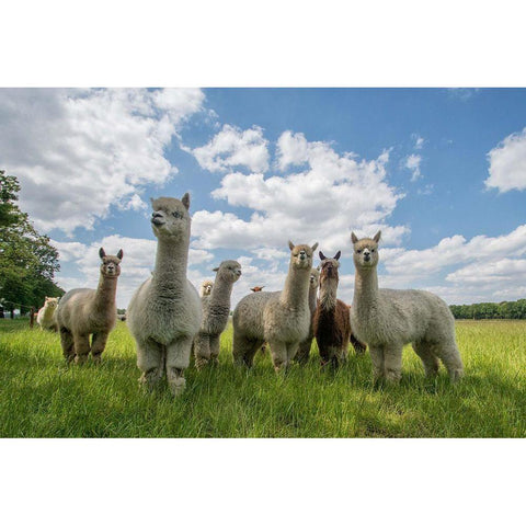 Send In The Alpacas! Black Modern Wood Framed Art Print by Van Den, Gert