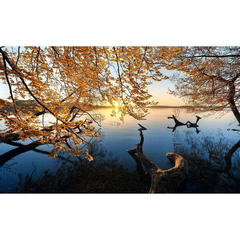 Autumn Morning White Modern Wood Framed Art Print by Keller