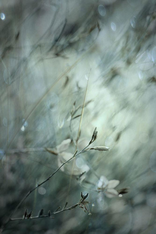 Image Only