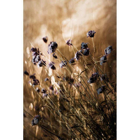 To Be Free In Light Black Modern Wood Framed Art Print with Double Matting by Devos, Delphine