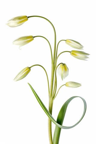 Tulipa Tarda White Modern Wood Framed Art Print with Double Matting by Disher, Mandy