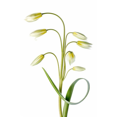 Tulipa Tarda White Modern Wood Framed Art Print by Disher, Mandy