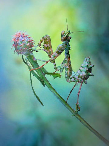 Nymph White Modern Wood Framed Art Print with Double Matting by Hoffman, Jimmy