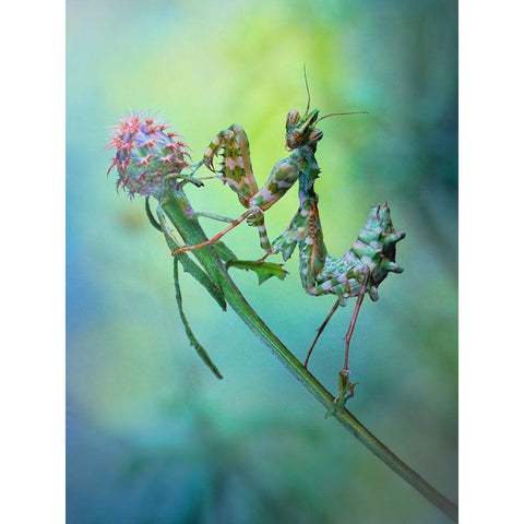 Nymph White Modern Wood Framed Art Print by Hoffman, Jimmy