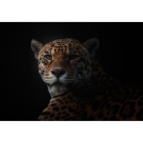 Jaguar Black Modern Wood Framed Art Print with Double Matting by Kamera