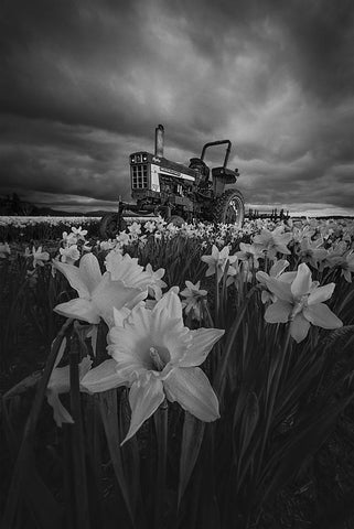 Tractor In Daffodils Black Ornate Wood Framed Art Print with Double Matting by Jacobs, Lydia
