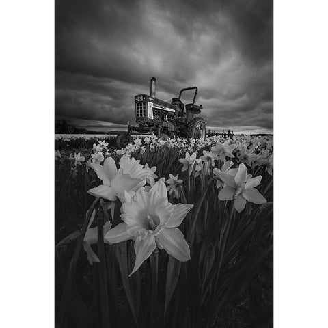 Tractor In Daffodils White Modern Wood Framed Art Print by Jacobs, Lydia