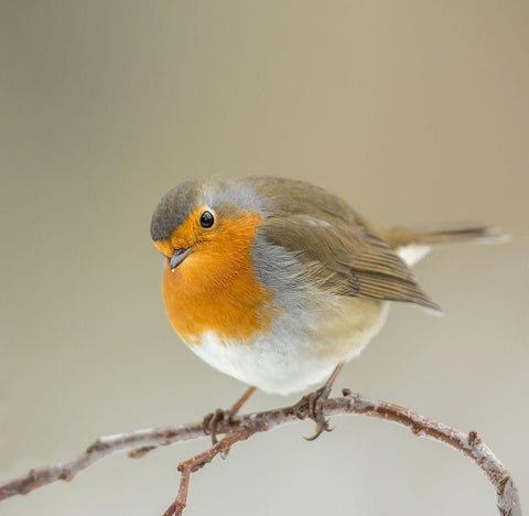 Inquisitive Black Ornate Wood Framed Art Print with Double Matting by Keizer, Annie