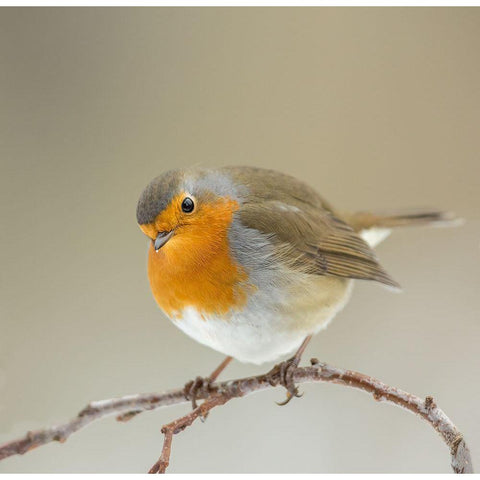 Inquisitive Black Modern Wood Framed Art Print by Keizer, Annie