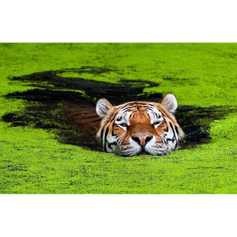 Untitled Gold Ornate Wood Framed Art Print with Double Matting by Keller