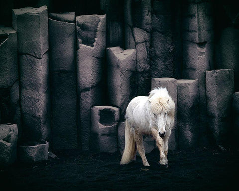 Icelandic Horse White Modern Wood Framed Art Print with Double Matting by Kort, Bragi