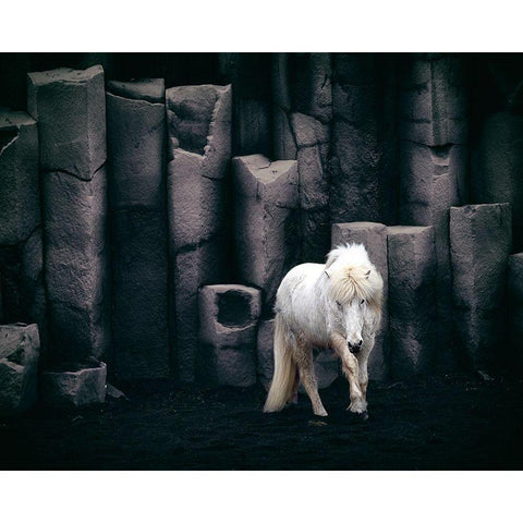 Icelandic Horse White Modern Wood Framed Art Print by Kort, Bragi