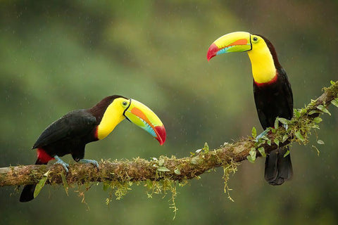 Singing In The Rain Black Ornate Wood Framed Art Print with Double Matting by Doyle, Renee