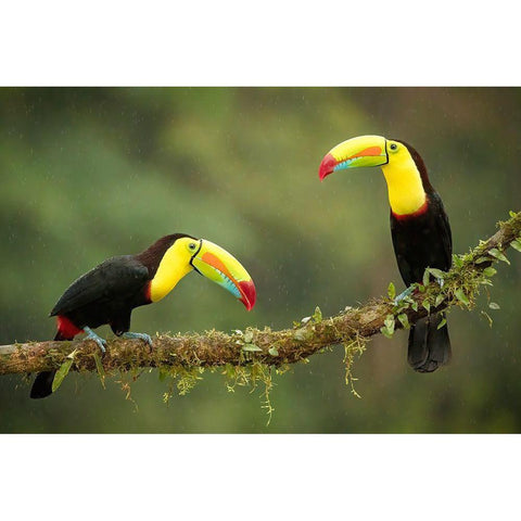 Singing In The Rain Black Modern Wood Framed Art Print by Doyle, Renee