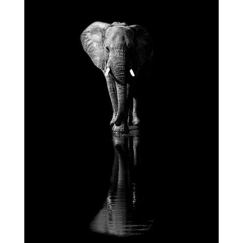 Elephant Black Modern Wood Framed Art Print by Fischer, Jie