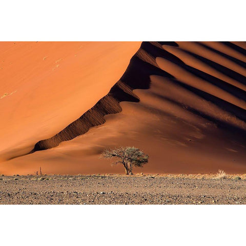 The Dune And The Tree Black Modern Wood Framed Art Print with Double Matting by Ruoppolo, Luigi