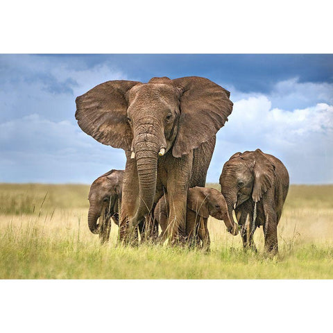 Elephant Mom Protecting Her Calves Gold Ornate Wood Framed Art Print with Double Matting by Ortega, Xavier