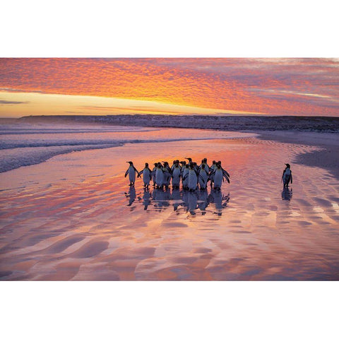 Morning Walk White Modern Wood Framed Art Print by Chang, Cheng