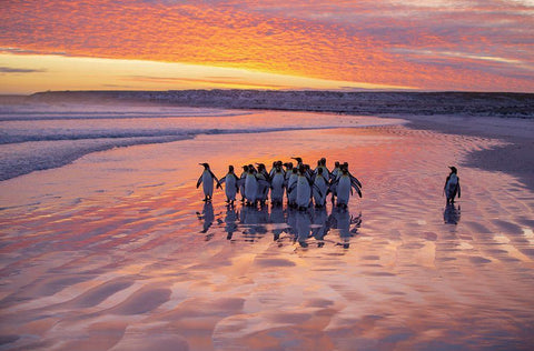 Morning Walk Black Ornate Wood Framed Art Print with Double Matting by Chang, Cheng