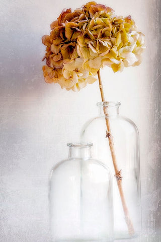 Hydrangea White Modern Wood Framed Art Print with Double Matting by Montfort, Blaise