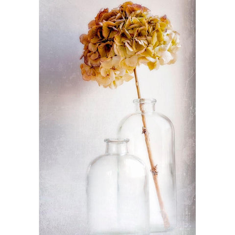 Hydrangea Black Modern Wood Framed Art Print by Montfort, Blaise