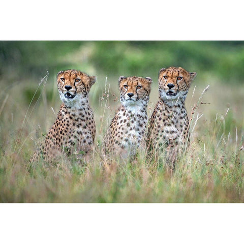 Cheetah Cubs White Modern Wood Framed Art Print by Ortega, Xavier