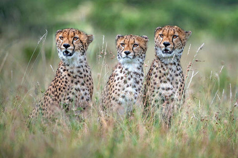 Cheetah Cubs White Modern Wood Framed Art Print with Double Matting by Ortega, Xavier