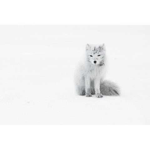 Arctic Fox Black Modern Wood Framed Art Print with Double Matting by Marchegiani, Roberto