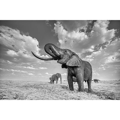 Elephant Drinking Black Modern Wood Framed Art Print with Double Matting by Wang, Yun