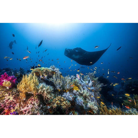 Manta Reef On The Reef Gold Ornate Wood Framed Art Print with Double Matting by Gabriel, Barathieu