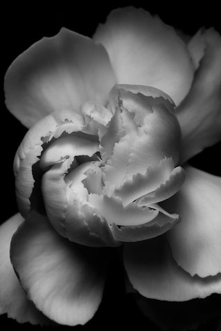White Flower White Modern Wood Framed Art Print with Double Matting by Ross, Francisco