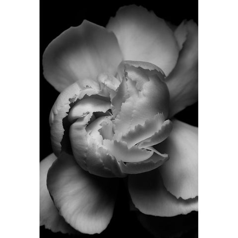 White Flower Black Modern Wood Framed Art Print by Ross, Francisco