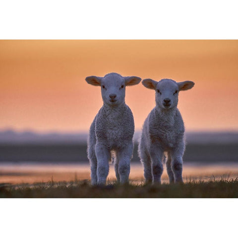 Lamb Twins White Modern Wood Framed Art Print by Balzer, Bodo