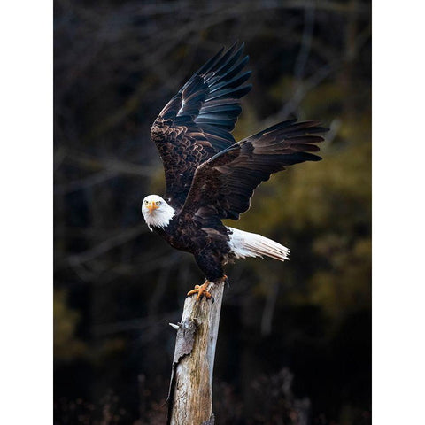 Soar Black Modern Wood Framed Art Print with Double Matting by Wong, Fion