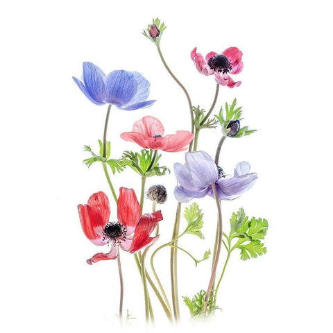 Anemone De Caen White Modern Wood Framed Art Print by Disher, Mandy